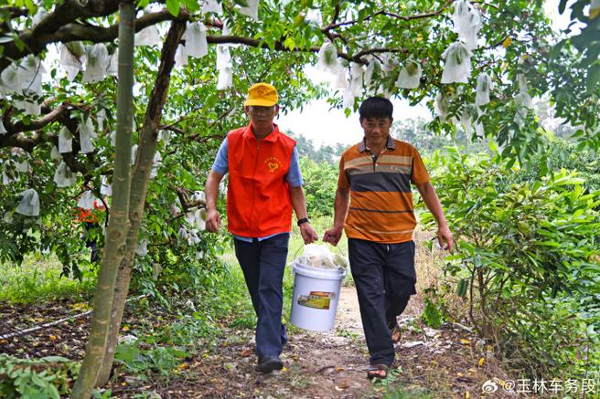 当地果农干农活,采摘水果,帮助果农解决水果收获季节人力不足的问题